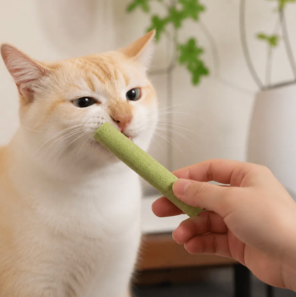 Katzengras Kausticks
