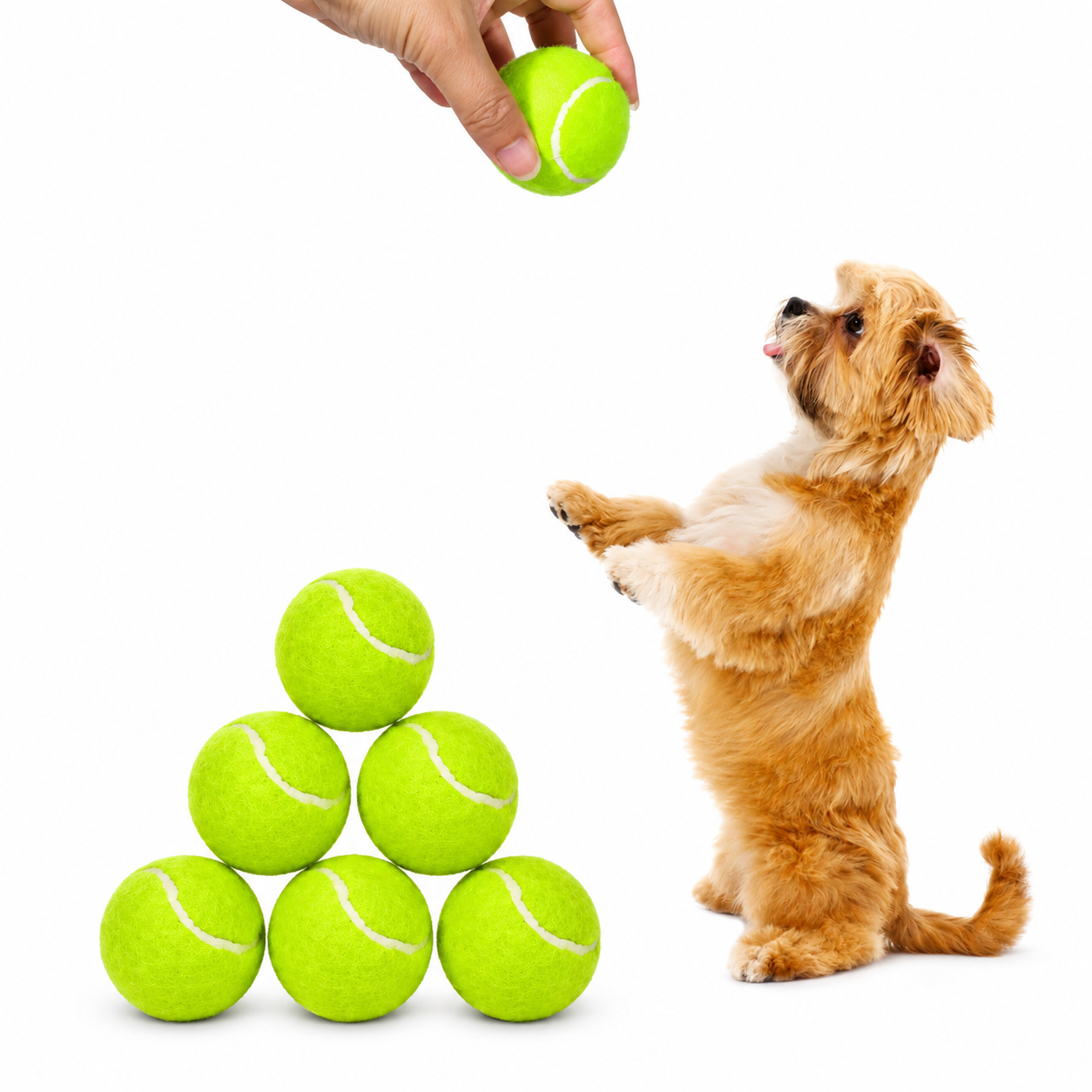 Tennisbälle für Hunde