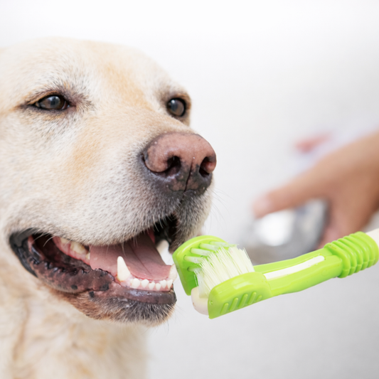 3-seitige Haustier Zahnbürste