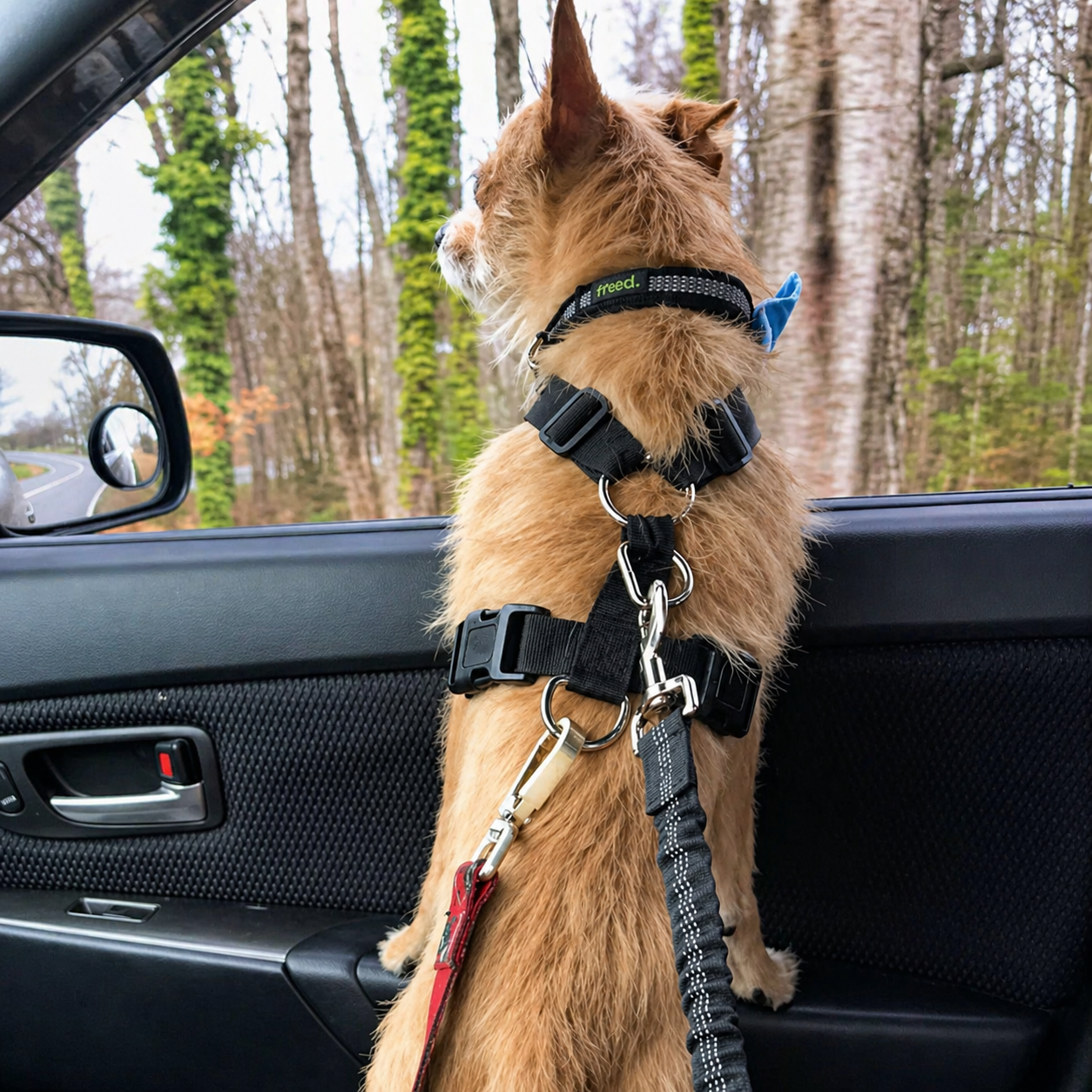 Auto Sicherheitsgurt für Hunde & Katzen