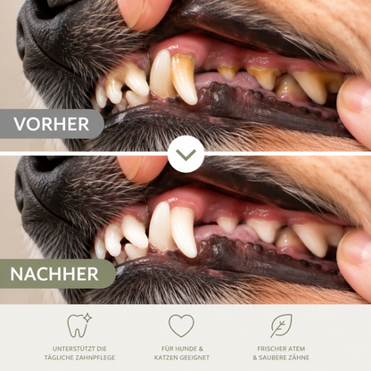 Zahnpflege Set für Hunde & Katzen