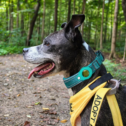 Hundehalsband mit AirTag Halter
