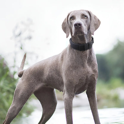 Taktisches Hundehalsband & Geschirr
